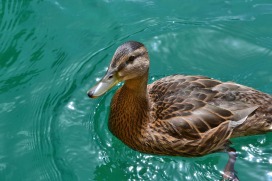 duck-1533446_1920